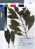  (Viburnum odoratissimum var. awabuki - YSR_32)  @11 [ ] Copyright (2021) Unspecified Forestry and Forest Products Research Institute