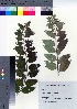  (Diplomorpha pauciflora var. yakushimensis - YSR_49)  @11 [ ] Copyright (2021) Unspecified Forestry and Forest Products Research Institute