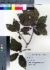  (Ficus erecta var. beecheyana - YSR_63)  @11 [ ] Copyright (2021) Unspecified Forestry and Forest Products Research Institute