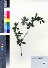  (Enkianthus cernuus f. rubens - CCB0305)  @11 [ ] Copyright (2021) Unspecified Forestry and Forest Products Research Institute