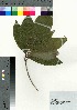  (Schima wallichii subsp. mertensiana - oOGA0110)  @11 [ ] Copyright (2021) Unspecified Forestry and Forest Products Research Institute