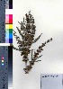  (Rumex japonicus - oOGA0264)  @11 [ ] Copyright (2021) Unspecified Forestry and Forest Products Research Institute