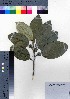  (Citrus maxima - oOGA0280)  @11 [ ] Copyright (2021) Unspecified Forestry and Forest Products Research Institute