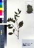  (Ligustrum micranthum - oOGA0389)  @11 [ ] Copyright (2021) Unspecified Forestry and Forest Products Research Institute