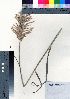  (Miscanthus condensatus - oOGA0405)  @11 [ ] Copyright (2021) Unspecified Forestry and Forest Products Research Institute