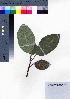  (Ficus nishimurae - oOGA0460)  @11 [ ] Copyright (2021) Unspecified Forestry and Forest Products Research Institute