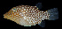  (Canthigaster jactator - AH9BM96)  @11 [ ] CreativeCommons  Attribution Non-Commercial (by-nc) (2017) Unspecified Smithsonian Institution National Museum of Natural History