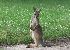  (Macropodidae - Macropus_rufus_Green138)  @14 [ ] CreativeCommons - Attribution (2012) CBG Photography Group Centre for Biodiversity Genomics