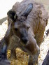  ( - Macropus_fuliginosus_Robbo_39042)  @12 [ ] CreativeCommons - Attribution (2012) CBG Photography Group Centre for Biodiversity Genomics