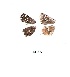  ( - KBGPB4)  @11 [ ] CreativeCommons - Attribution Non-Commercial Share-Alike (2017) Unspecified he Lepidopterists Society of Africa