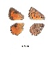  ( - KBGPB9)  @11 [ ] CreativeCommons - Attribution Non-Commercial Share-Alike (2017) Unspecified he Lepidopterists Society of Africa