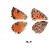  ( - KBGPB14)  @11 [ ] CreativeCommons - Attribution Non-Commercial Share-Alike (2017) Unspecified he Lepidopterists Society of Africa