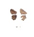  (Anthene otacilia - KBGPB35)  @11 [ ] CreativeCommons - Attribution Non-Commercial Share-Alike (2017) Unspecified he Lepidopterists Society of Africa