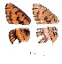  ( - KBGPB42)  @11 [ ] CreativeCommons - Attribution Non-Commercial Share-Alike (2017) Unspecified he Lepidopterists Society of Africa