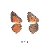  ( - KBGPB54)  @11 [ ] CreativeCommons - Attribution Non-Commercial Share-Alike (2017) Unspecified he Lepidopterists Society of Africa