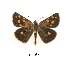  (Metisella malgacha - KBGPB65)  @11 [ ] CreativeCommons - Attribution Non-Commercial Share-Alike (2017) Unspecified he Lepidopterists Society of Africa