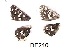  ( - KBGPB143)  @11 [ ] CreativeCommons - Attribution Non-Commercial Share-Alike (2017) Unspecified he Lepidopterists Society of Africa