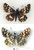 ( - KBGPB144)  @11 [ ] CreativeCommons - Attribution Non-Commercial Share-Alike (2017) Unspecified he Lepidopterists Society of Africa