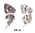  ( - KBGPB158)  @11 [ ] CreativeCommons - Attribution Non-Commercial Share-Alike (2017) Unspecified he Lepidopterists Society of Africa