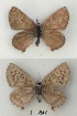  ( - KBGPB182)  @11 [ ] CreativeCommons - Attribution Non-Commercial Share-Alike (2017) Unspecified he Lepidopterists Society of Africa