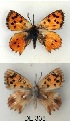  (Chrysoritis turneri - KBGPB202)  @11 [ ] CreativeCommons - Attribution Non-Commercial Share-Alike (2017) Unspecified he Lepidopterists Society of Africa