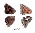  ( - KBGPB212)  @12 [ ] CreativeCommons - Attribution Non-Commercial Share-Alike (2017) Unspecified he Lepidopterists Society of Africa