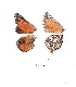  ( - KBGPB79)  @11 [ ] CreativeCommons - Attribution Non-Commercial Share-Alike (2017) Unspecified he Lepidopterists Society of Africa