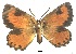  ( - KBGPB87)  @11 [ ] CreativeCommons - Attribution Non-Commercial Share-Alike (2017) Unspecified he Lepidopterists Society of Africa