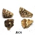  ( - KBGPB229)  @11 [ ] CreativeCommons - Attribution Non-Commercial Share-Alike (2017) Unspecified he Lepidopterists Society of Africa