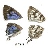  ( - KBGPB246)  @11 [ ] CreativeCommons - Attribution Non-Commercial Share-Alike (2017) Unspecified he Lepidopterists Society of Africa