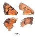  (Tylopaedia - KBGPB104)  @11 [ ] CreativeCommons - Attribution Non-Commercial Share-Alike (2017) Unspecified he Lepidopterists Society of Africa