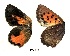  ( - KBGPB215)  @11 [ ] CreativeCommons - Attribution Non-Commercial Share-Alike (2017) Unspecified he Lepidopterists Society of Africa