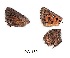  ( - KBGPB224)  @11 [ ] CreativeCommons - Attribution Non-Commercial Share-Alike (2017) Unspecified he Lepidopterists Society of Africa