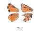  ( - KBGPB129)  @11 [ ] CreativeCommons - Attribution Non-Commercial Share-Alike (2017) Unspecified he Lepidopterists Society of Africa