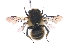  (Anthophora matopensis - KBGPE40)  @11 [ ] CreativeCommons - Attribution Non-Commercial Share-Alike (2018) Unspecified Agriculatural Research Council