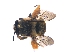  (Anthophora ruficaudis - KBGPE42)  @11 [ ] CreativeCommons - Attribution Non-Commercial Share-Alike (2018) Unspecified Agriculatural Research Council