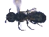  (Ceratina nyassensis - KBGPE58)  @13 [ ] CreativeCommons - Attribution Non-Commercial Share-Alike (2018) Unspecified Agriculatural Research Council