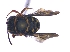  (Pachyanthidium cucullatum - KBGPE239)  @11 [ ] CreativeCommons - Attribution Non-Commercial Share-Alike (2018) Unspecified Agriculatural Research Council