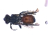  (Sphecodopsis vespericena - KBGPE203)  @11 [ ] CreativeCommons - Attribution Non-Commercial Share-Alike (2018) Unspecified Agriculatural Research Council