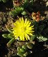  (Chasmatophyllum musculinum - KBGPP163)  @11 [ ] CreativeCommons - Attribution Non-Commercial Share-Alike (2018) Unspecified Compton Herbarium