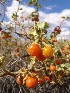  (Solanum tomentosum var. coccineum - KBGPP19)  @11 [ ] CreativeCommons - Attribution Non-Commercial Share-Alike (2018) Unspecified Compton Herbarium