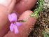  (Jamesbrittenia tortuosa - KBGPP264)  @11 [ ] CreativeCommons - Attribution Non-Commercial Share-Alike (2018) Unspecified Compton Herbarium