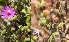  (Drosanthemum globosum - KBGPP180)  @11 [ ] CreativeCommons - Attribution Non-Commercial Share-Alike (2018) Unspecified Compton Herbarium