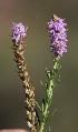  (Selago geniculata - KBGPP47)  @11 [ ] CreativeCommons - Attribution Non-Commercial Share-Alike (2018) Unspecified Compton Herbarium