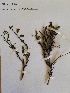  (Hermannia linearifolia - KBGPP69)  @11 [ ] CreativeCommons - Attribution Non-Commercial Share-Alike (2018) Unspecified Compton Herbarium