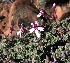  (Pelargonium abrotanifolium - KBGPP28)  @11 [ ] CreativeCommons - Attribution Non-Commercial Share-Alike (2018) Unspecified Compton Herbarium