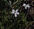  (Jamesbrittenia tysonii - KBGPP118)  @11 [ ] CreativeCommons - Attribution Non-Commercial Share-Alike (2018) Unspecified Compton Herbarium