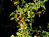  (Solanum tomentosum - KBGPP119)  @11 [ ] CreativeCommons - Attribution Non-Commercial Share-Alike (2018) Unspecified Compton Herbarium