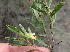  (Hermannia involucrata - KBGPP125)  @11 [ ] CreativeCommons - Attribution Non-Commercial Share-Alike (2018) Unspecified Compton Herbarium