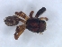  ( - KBGPS132)  @11 [ ] CreativeCommons - Attribution Non-Commercial Share-Alike (2018) Unspecified National Collection of Arachnida (NCA)